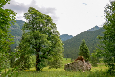 Blick auf Bergahorn neben einem großen Stein. Im Hintergrund bewaldete Berglandschaft.