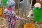 Kind will Kuh füttern