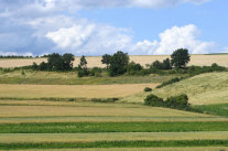 Zwischen landwirtschaftlichen Anbauflächen Heckenstrukturen, Blühflächen und eine neuangelegte, ungemähte Streuobstwiese
