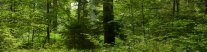 Mischwald aus kleinen und großen Bäumen verschiedener Baumarten