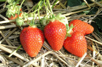 Reife Erdbeeren auf Stroh