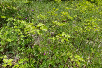 Elsbeeren-Gebuesch Sorbus torminalis Elsbeere