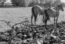 Pferde mit Karrenpflug auf dem Feld