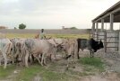 Rinder mit Hirte im Senegal