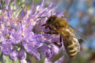 honigbiene auf bartblume in Nahaufnahme