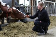 Landwirtin hockt im Stall vor Kuh