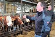 Landwirt und Kühe im Stall