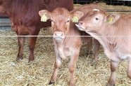 Kalb streckt Zunge zum Ohr eines anderen Kalbes