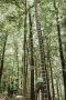 Hohe Baumleitern im Wald