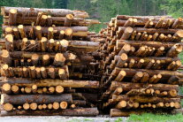 Übereinander geschichtetes Holz