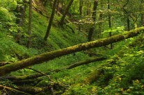 ein Giersch-Bergahorn-Eschenmischwald in einem Tobel. im Vordergrund mehrere Stämme liegendes Totholz