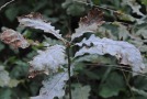 Starker Mehltaubefall an junge Eichenpflanze