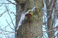 Höhlenbaum - Eiche