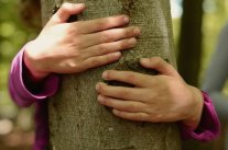 Kinderhände umfassen einen Baumstamm