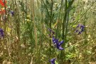 Wiesenblumen