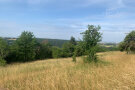 Eine Baumreihe im Altgras und unterhalb eine vom Landwirt angelegte Blühfläche.