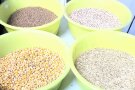Schüsseln mit Mais, Gerste, Weizen und Soja
