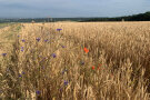 Weizenfeld mit Kornblumen und Mohn