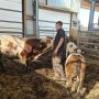 Landwirt im Stall zwischen Kühen
