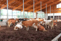 Kühe in Kompostierungsstall