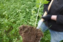 Boden mit Zwischenfrucht