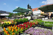 Blumen auf dem Marktplatz