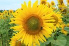 Sonnenblume