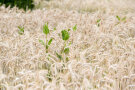 Triticale Feld im Sommer
