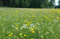 Artenreiche Blumenwiese