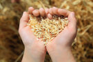 Getreidekörner in zwei geöffneten Händen © Den Kuvaiev/ThinkStock.com