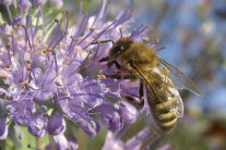 Biene an Blüte 