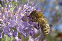 Biene an Blüte