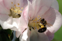 Biene in einer Apfelblüte