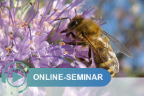 Biene an Blüte; Schriftzug Online-Seminar © Stefan Berg