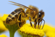 Biene auf gelber Blüte 