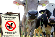 Verbotsschild Hundekot an Stefel vor Kühen auf Weide